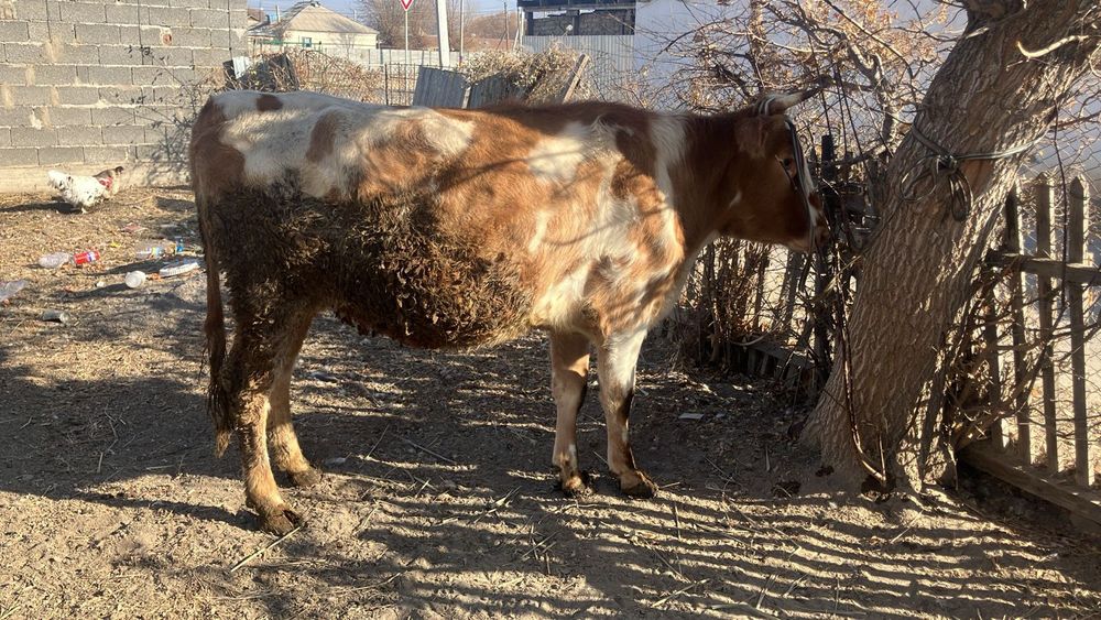 Продается молочная карова!