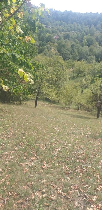 Oferta  super BREAZA /ADUNATI