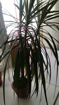 Продам взрослый цветок.Высота где-то 50 см.Три ветки.пальма драцена.