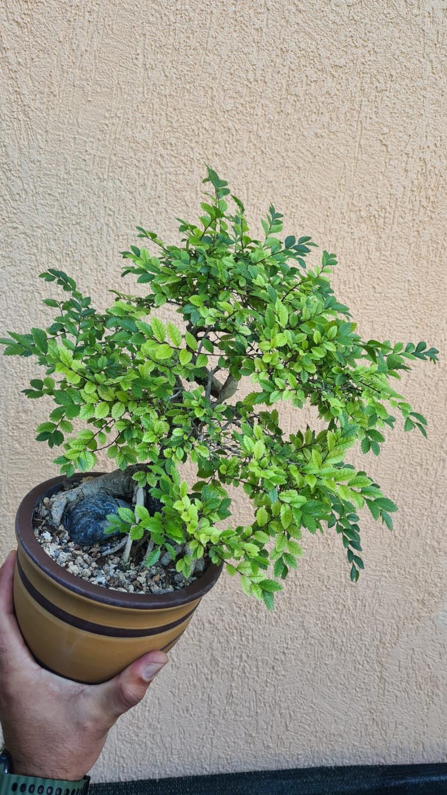 Bonsai Ulm Chinezesc