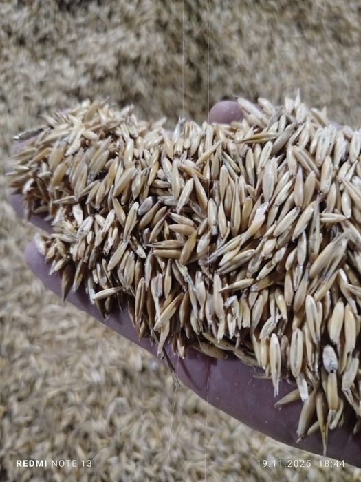 продам овес для лошадей