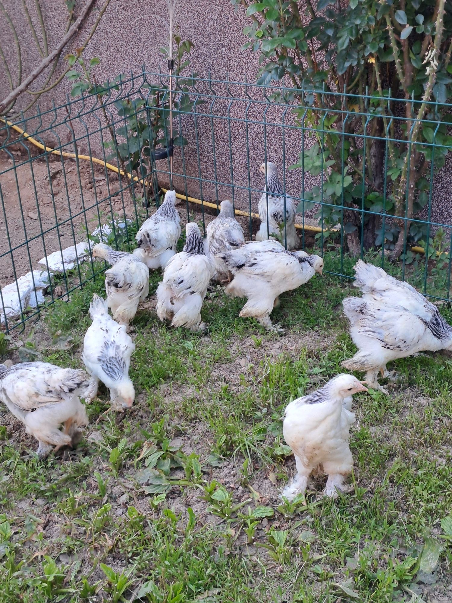 Găini si pui Brahma HD,HDA