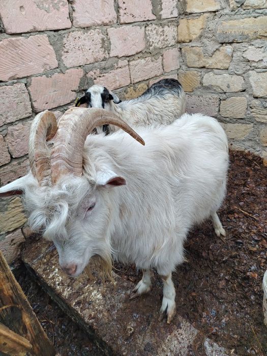 Теке сатамын,болмаса айырбастаймын басқа малғатау