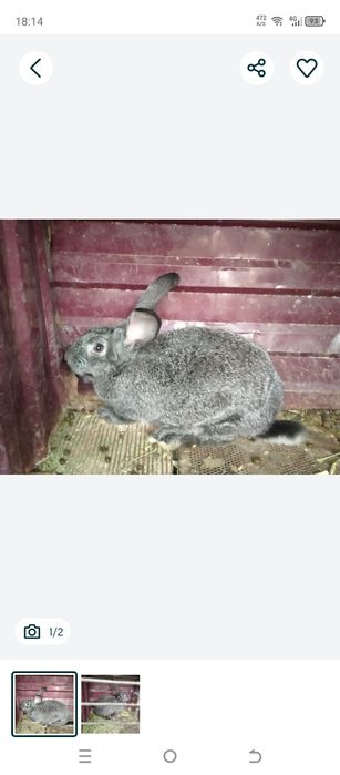 Продам кроли к коровы