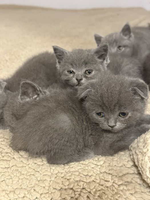 Британска късокосместа