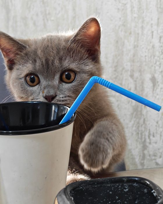 Продам котенка девочка 3 месяца