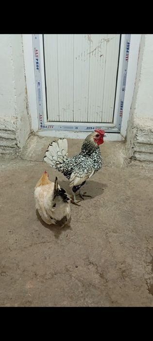 Сибрайт хуроз сотилади