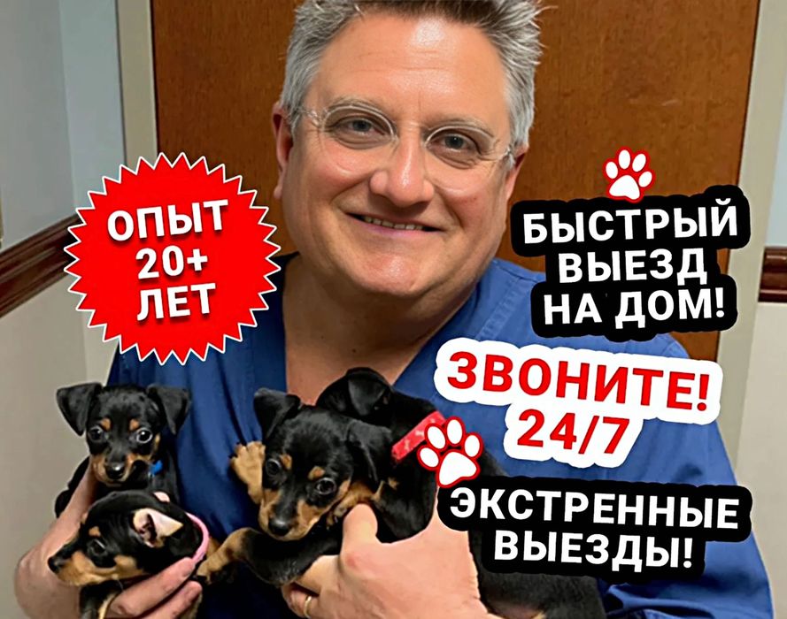 Ветеринарный врач на дом ветеринар на выезд на дому вызов ветеринара