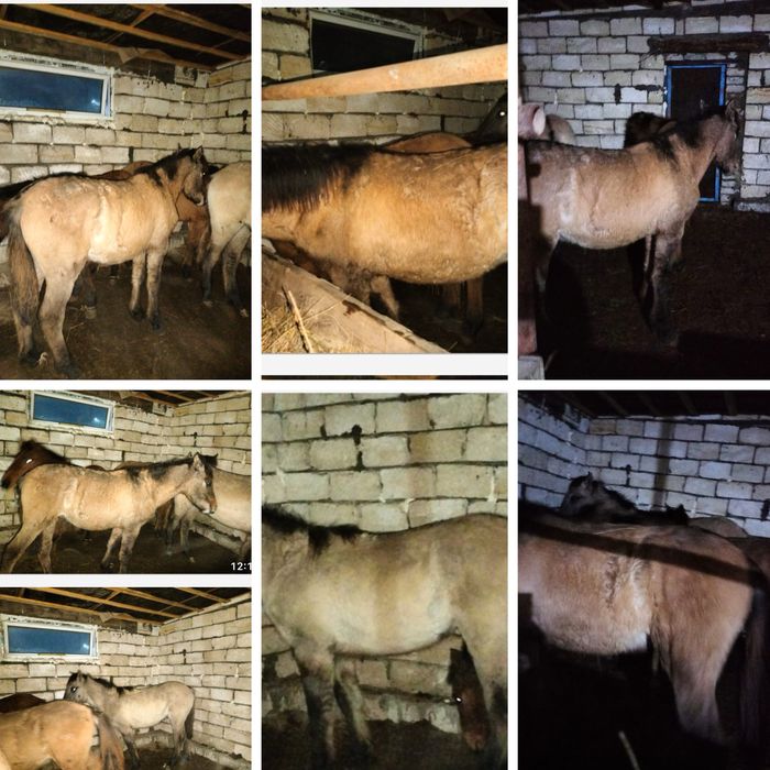 продам  на соғым