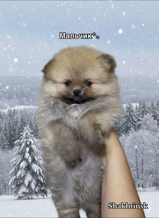 Открыт резерв на шикарных мишак