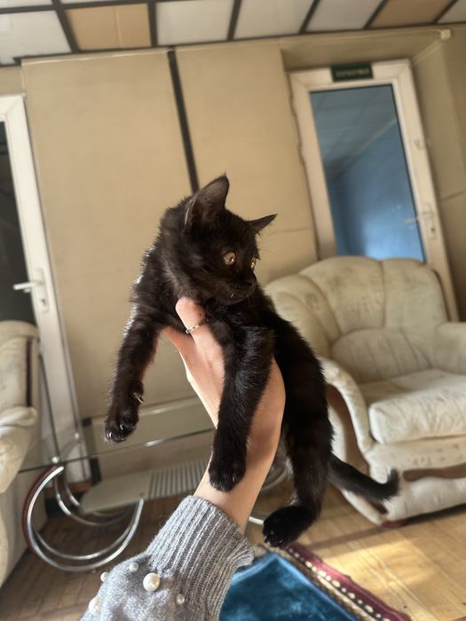 Отдам котенка в добрые руки