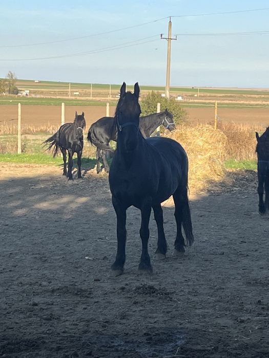 Iapa friesian de vanzare