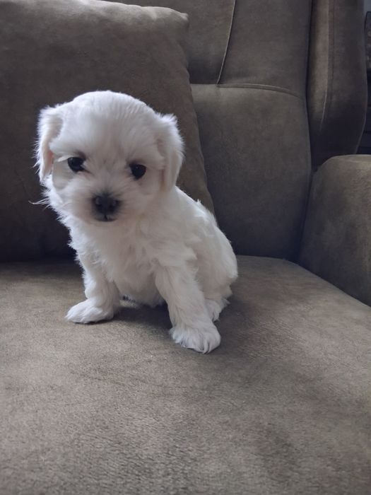 Bichon maltez Femelă talie mica