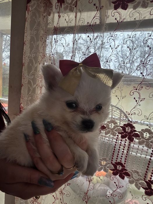 Căței Pomeranian! Cel mai frumos cadou!