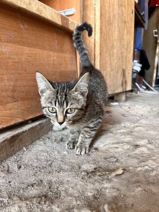 Отдам котенка (девочку )