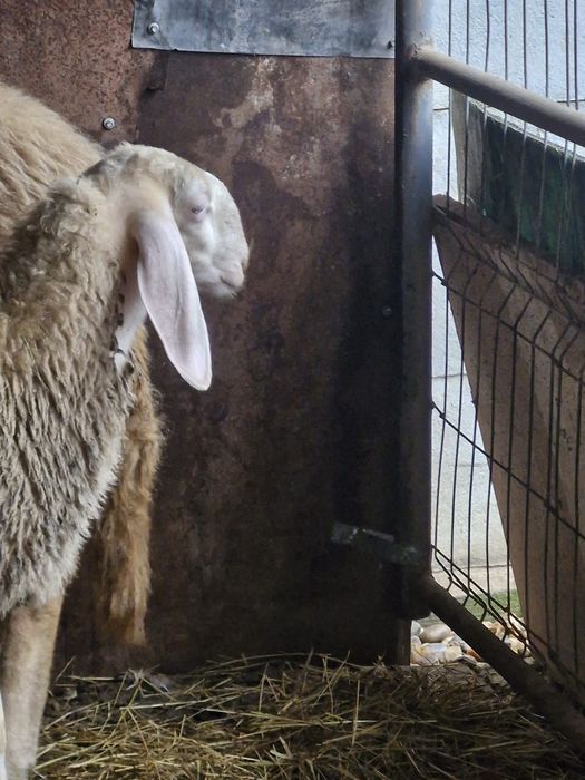 Vând oi bergamască