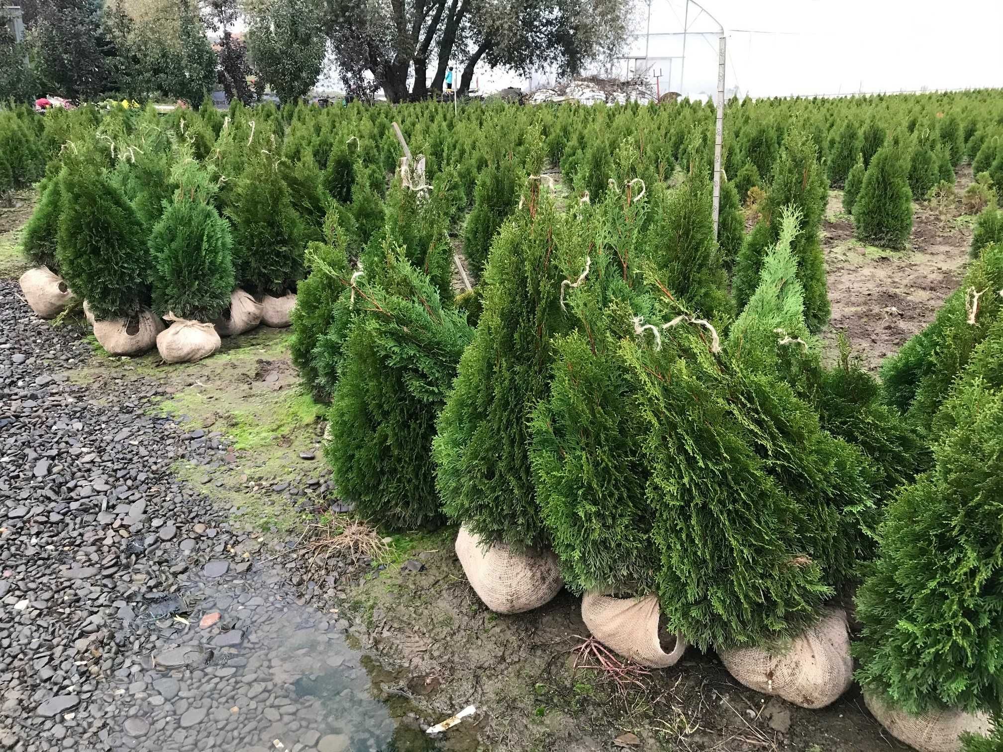 Tuia Smaragd Tuja Thuya, Leylandi, conifere de la producator din Mures