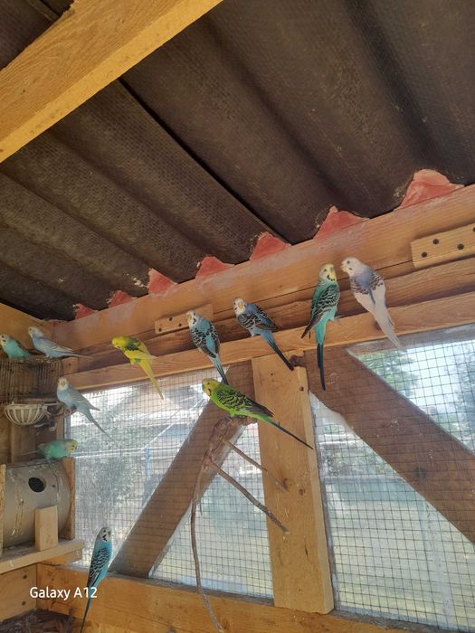 10 peruși masculi tineri – doar la grămadă