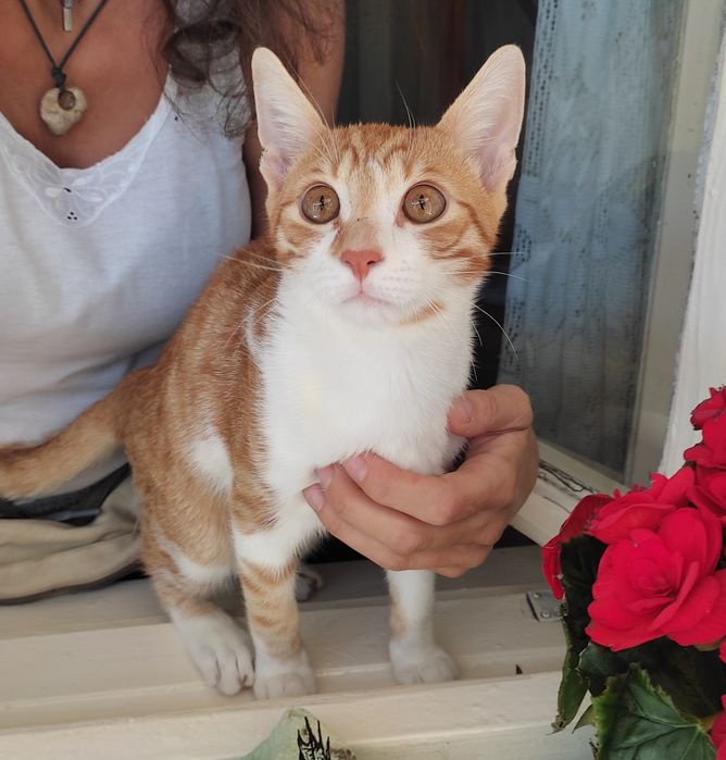 motănel portocaliu spre adoptie!