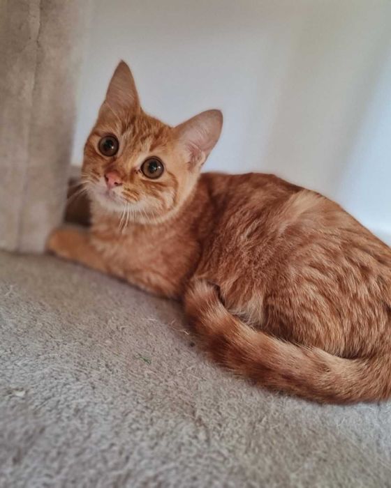 Рижаво коте си търси дом