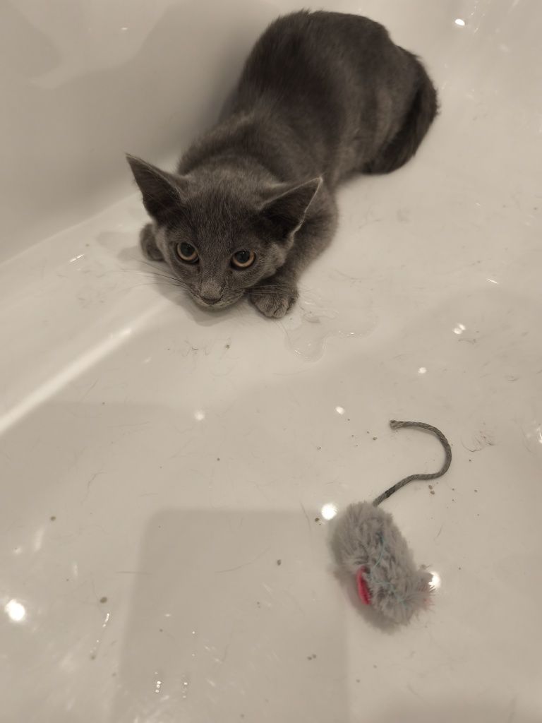 Подарявам 2 малки котенца