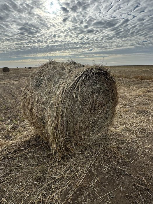 Суданка сатылады