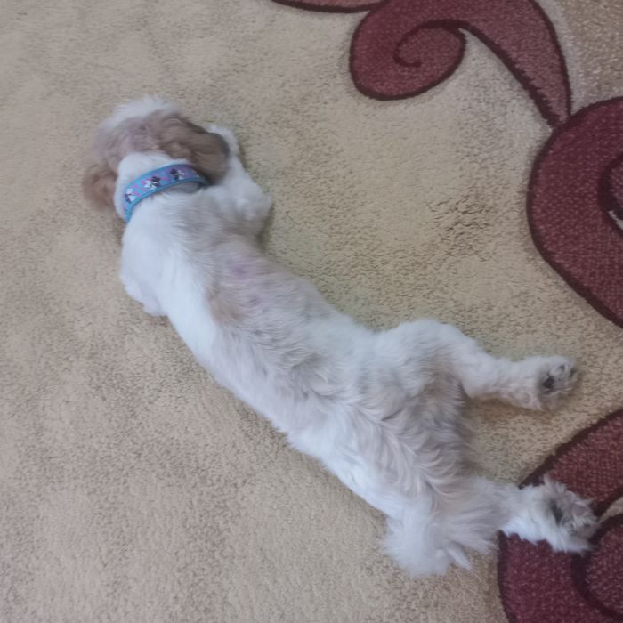 Продаётся: Очаровательная милашка - собачка