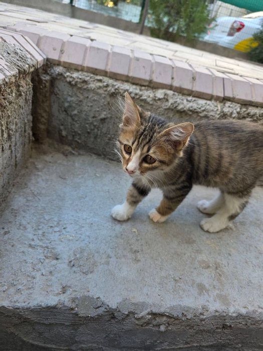 Котята ищут семью и дом!