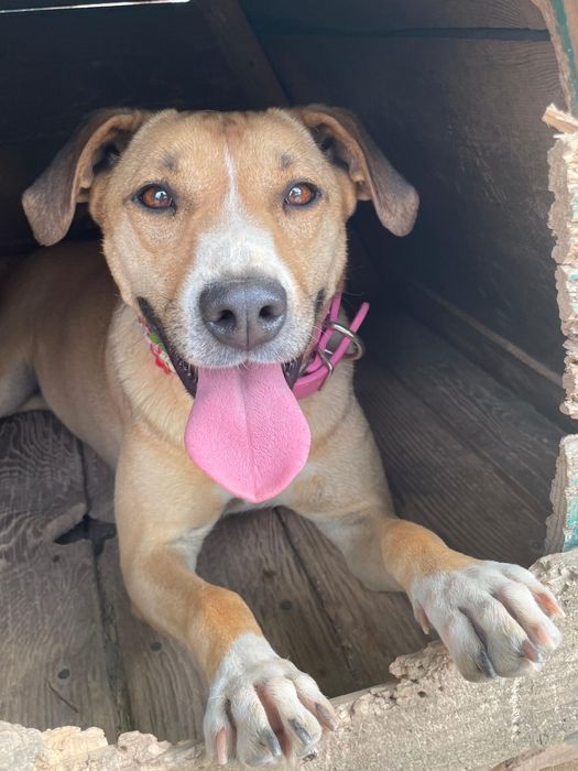 Frida, 2 ani, catelusa iubitoare