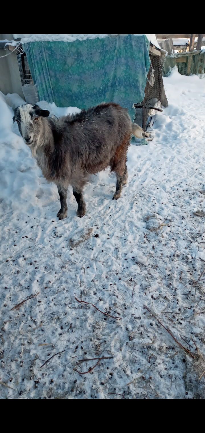 Коза с Козлёнком