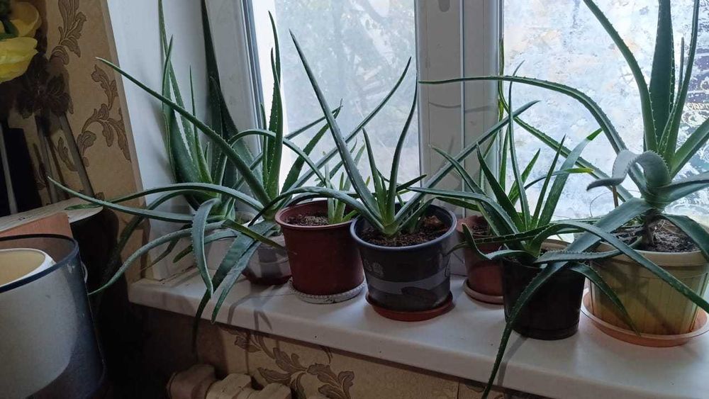 Үй гүлдері и разый растения и отростки и цветы мясистый алое кактус