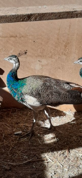 Schimb pui paun masculi  2 buc cu pasari de țară sau papagali