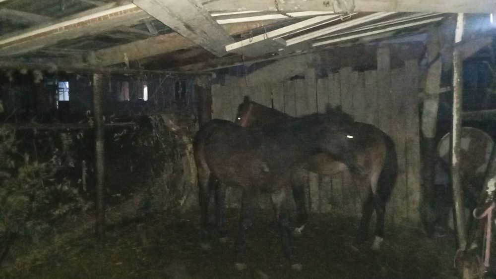 Продам двух жеребят(жабағылар)