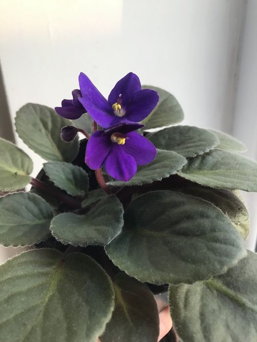 Фиалка комнатная