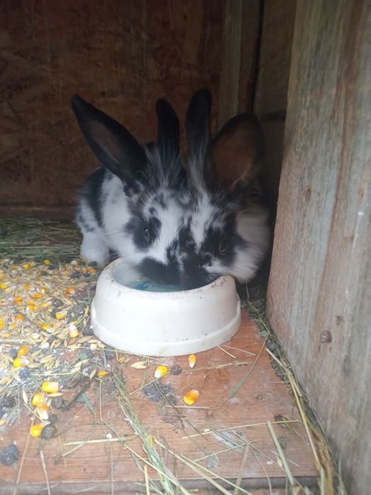 Vand/schimb pereche cap de leu