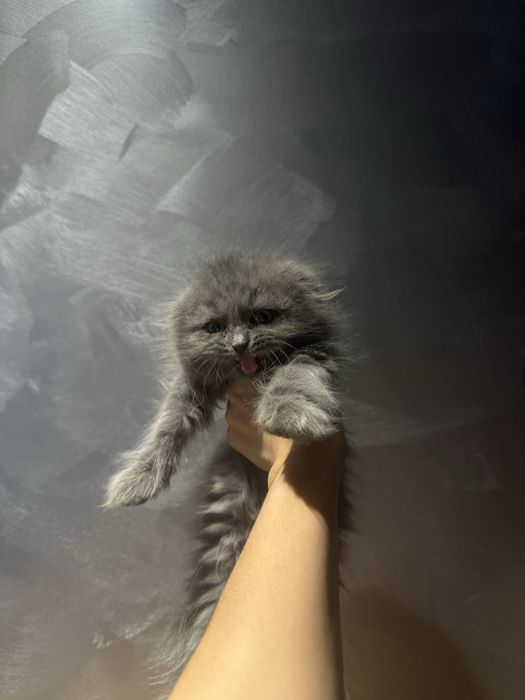 Продаются котята скотиш