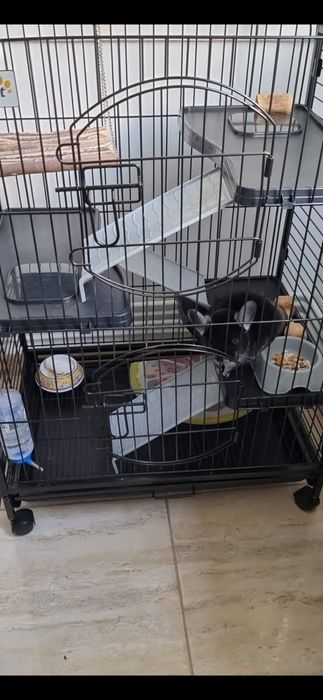 Chinchilla cu casuta si accesorii