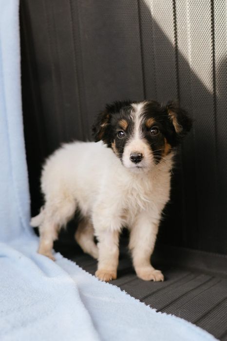 Щенятки ждут любящих хозяев