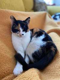 Ofer pt adoptie pisica superba tricolora 2 ani obisnuita in apartament