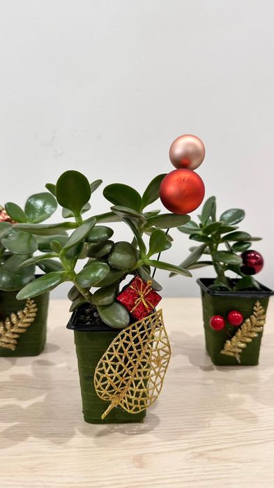 Денежное дерево (толстянка, крассула овата)