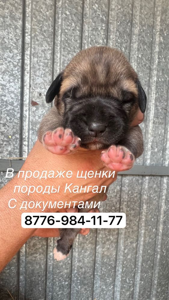 Щенки Кангал с документами, из питомника