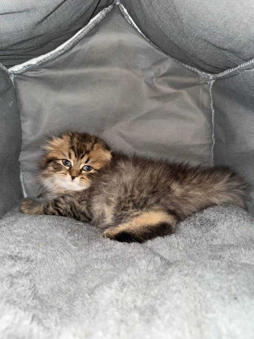 British highland fold тоза пародалик мушукчалар сотилади