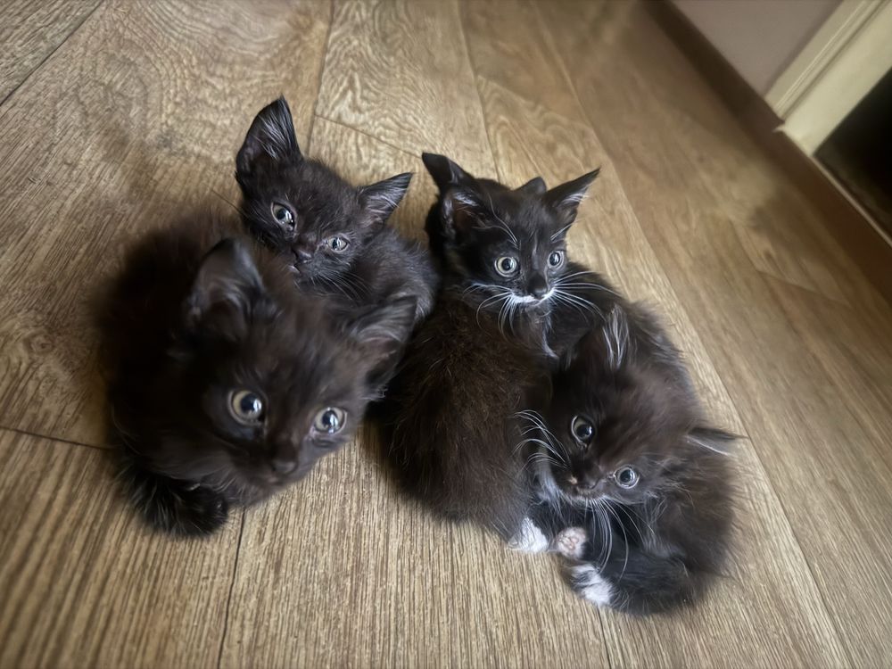 Котята бесплатно