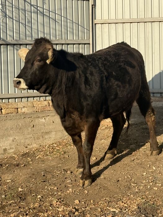 Продаётся нетель