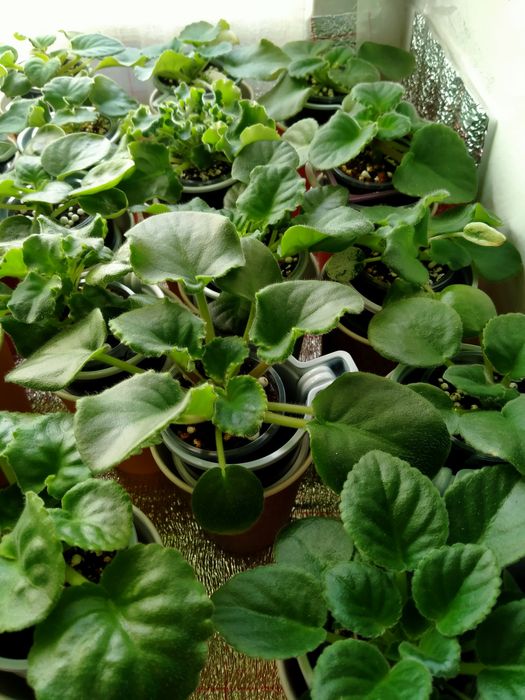 Детки сортовых фиалок!!!