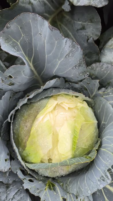 Varza plata crapata curata