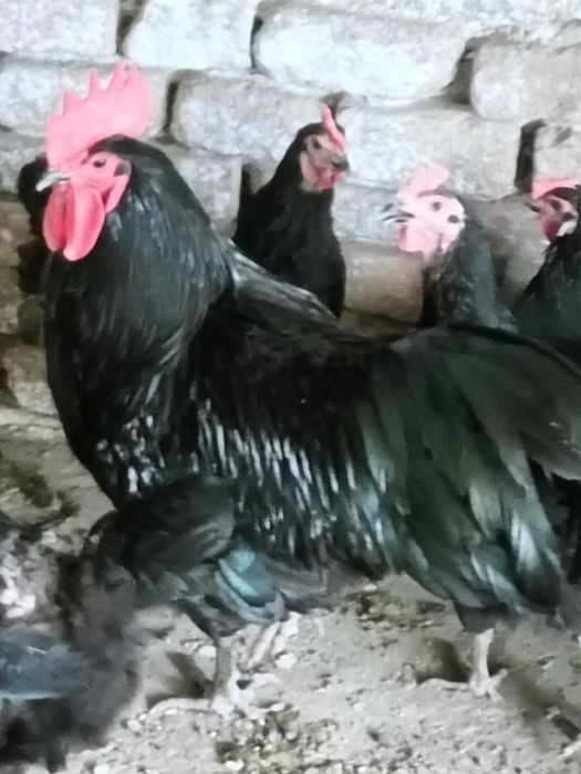 Vind cocoși Austrolop:negrii, albi și sple!.
Preț:între 85 și 150 lei.