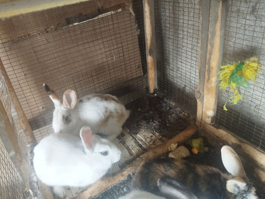 Quyonlar sotiladi koʻpi erkak 150 dan kelishamiz 5ta xar xil rang