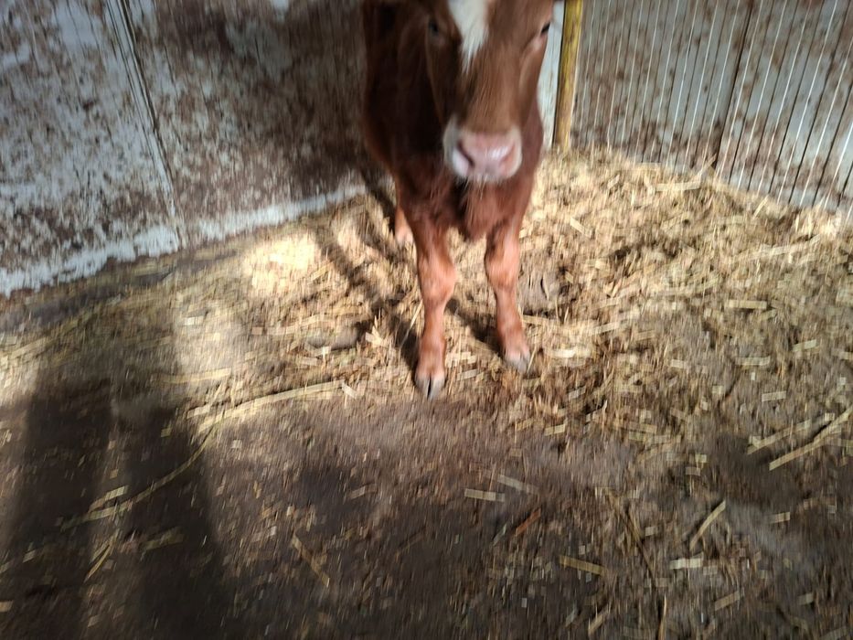 Vând vitea de 4 luni