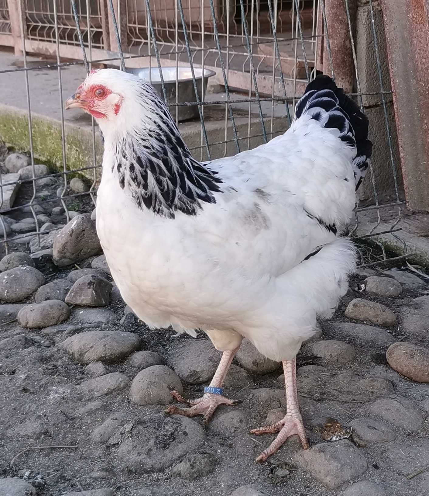 Pui găină, rasa australorp si sussex